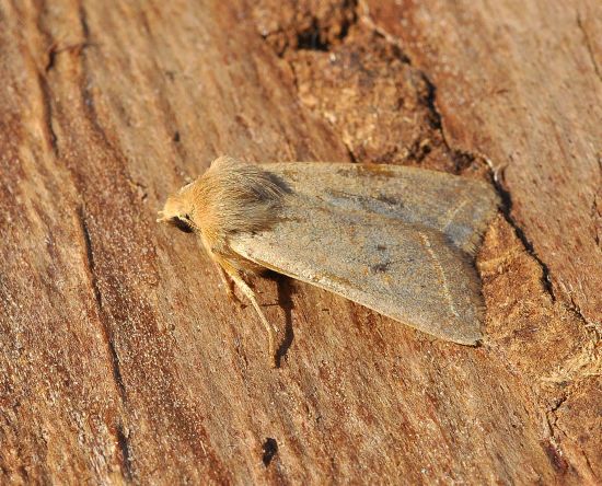 Agrochola macilenta - Noctuidae