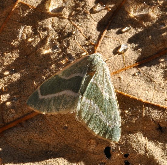 Hylaea fasciaria forma verde, geometridae