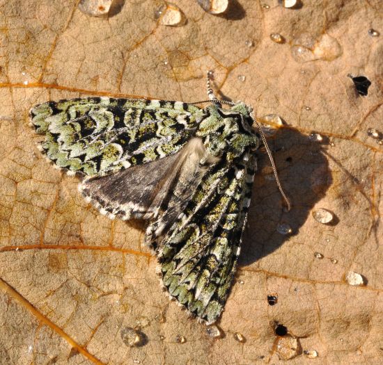 Griposia aprilina - Noctuidae