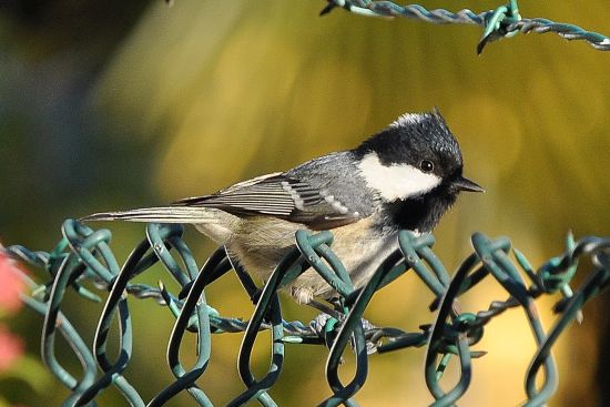 Cincia mora (Periparus ater)