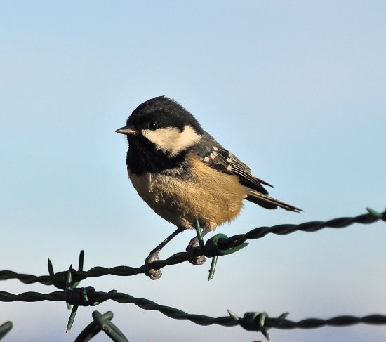 Cincia mora (Periparus ater)