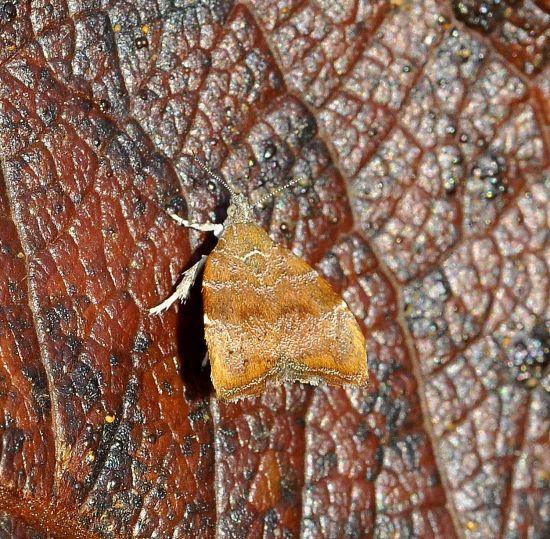 Crambidae?  No, Choreutidae: Choreutis nemorana