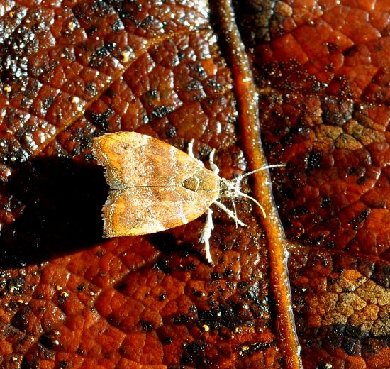 Crambidae?  No, Choreutidae: Choreutis nemorana