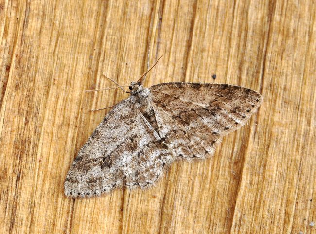 aiuto id. geometridae:  Ectropis crepuscularia