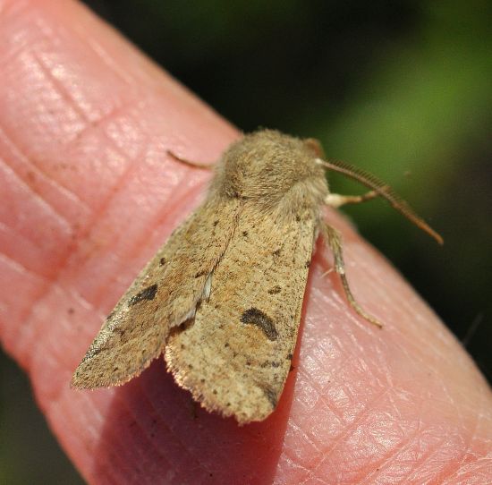 Agrochola lychnidis ? No, Orthosia cruda