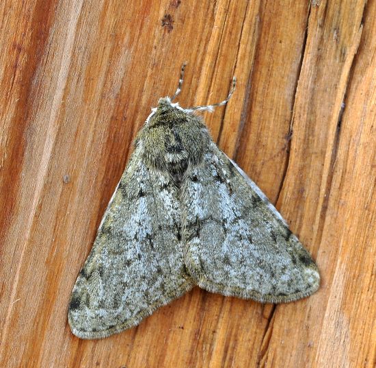 Phigalia pilosaria , geometridae