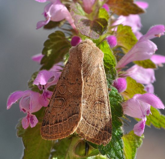 variazioni di Orthosia cerasi