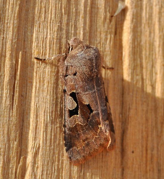 Orthosia gothica