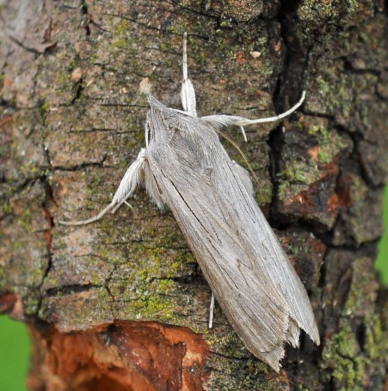 aiuto id.Cucullia: Cucullia chamomillae