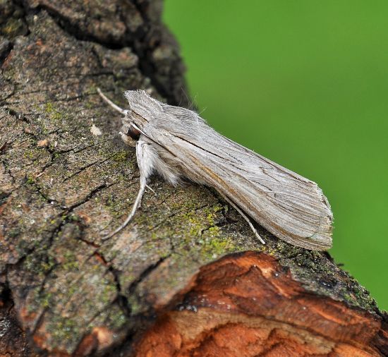 aiuto id.Cucullia: Cucullia chamomillae