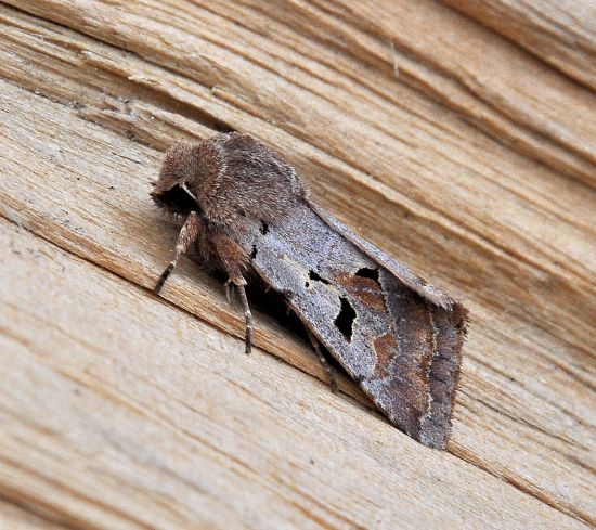 orthosia gothica