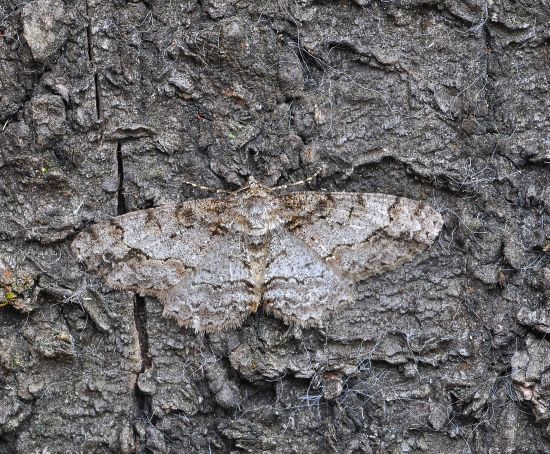 Ectropis crepuscularia? (Geometridae) No, Paradarisa consonaria