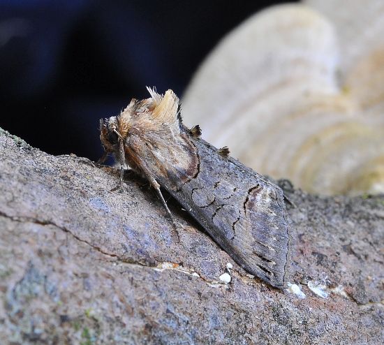 Abrostola triplasia o asclepidalis?  cfr. triplasia