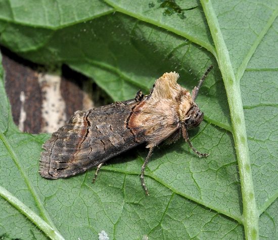 Abrostola triplasia o asclepidalis?  cfr. triplasia