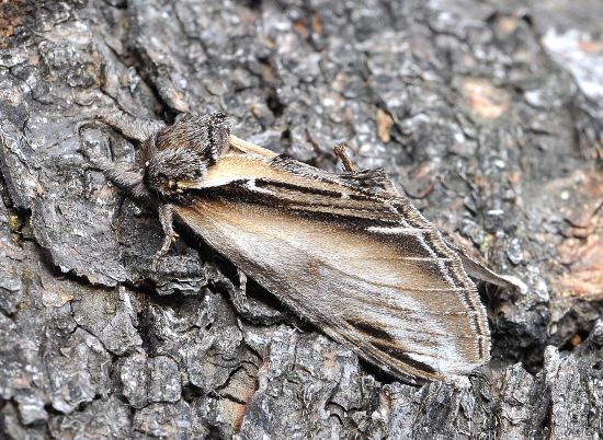 Pheosia tremula, Notodontidae