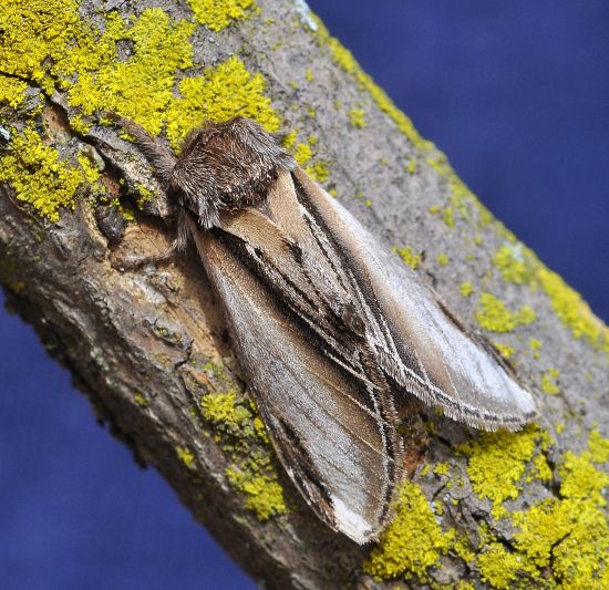 Pheosia tremula, Notodontidae