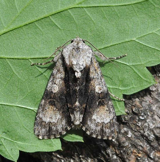 Acronicta alni