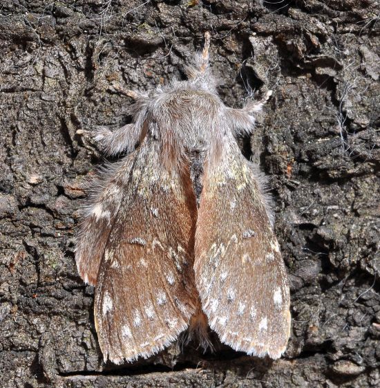 Stauropus fagi, notodontidae