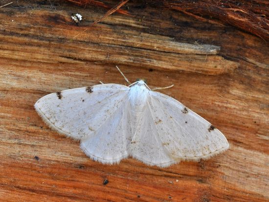 Lomographa bimaculata, Geometridae