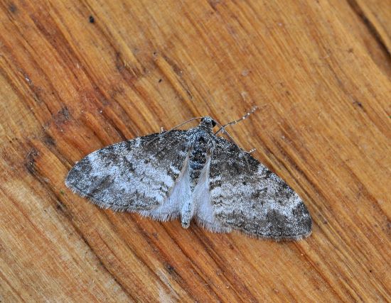 Aiuto id. Geometridae: Lobophora halterata