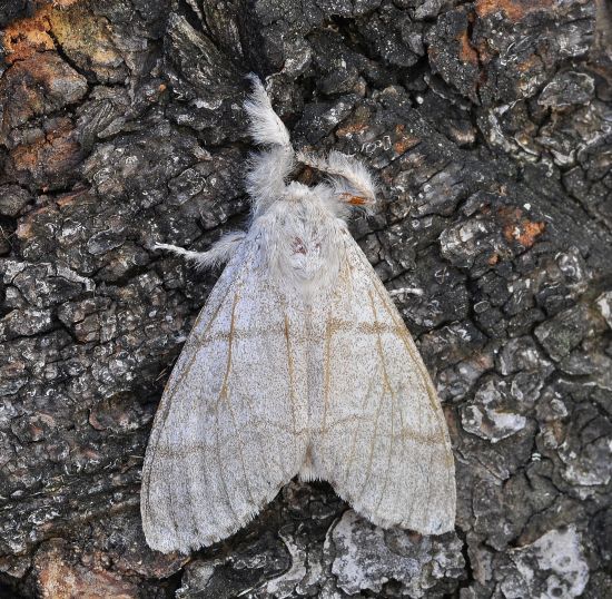 Callitera pudibunda, lymantridae