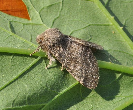 Drymonia querna, notodontidae