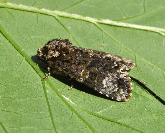 Craniophora ligustri, Noctuidae Acronictinae