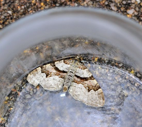 Xanthorhoe designata, geometridae ?  S !