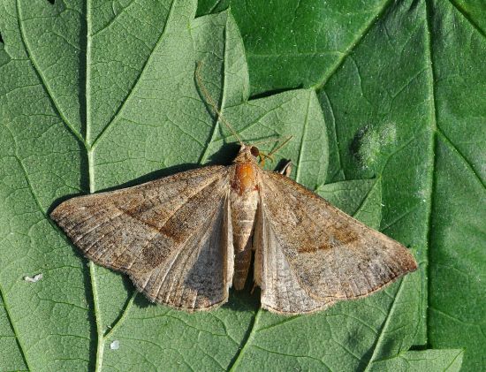 Geometridae: Compsoptera opacaria?  No, Hypena proboscidalis