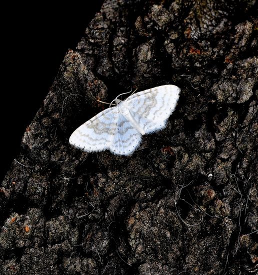 Aiuto id. Geometridae: Asthena albulata