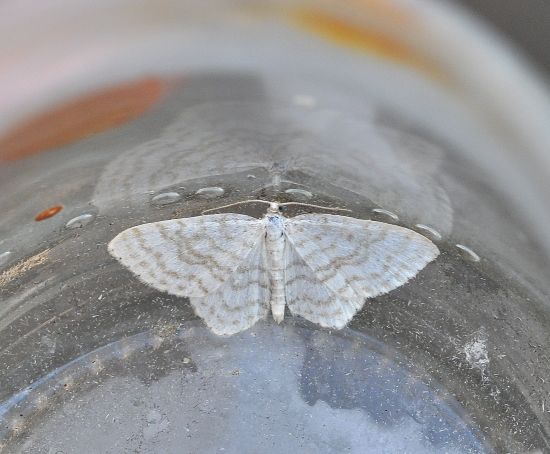 Aiuto id. Geometridae: Asthena albulata