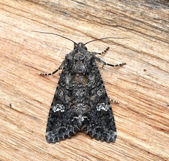 Noctuidae: Mamestra brassicae?  S !