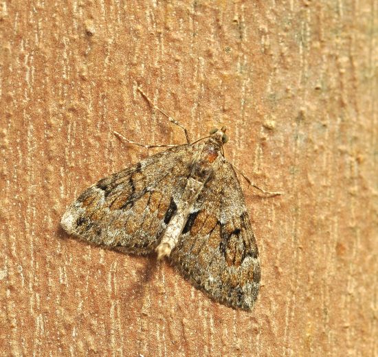 Thera obeliscata, geometridae?