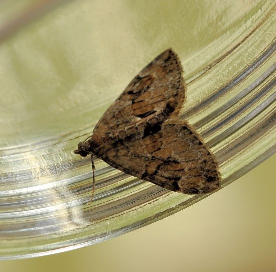 Thera obeliscata, geometridae?