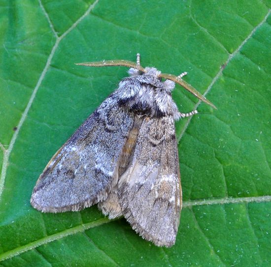 Drymonia querna, Notodontidae? No... D. dodonaea