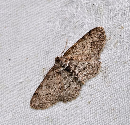 Aiuto id. Geometridae. Cleora cinctaria