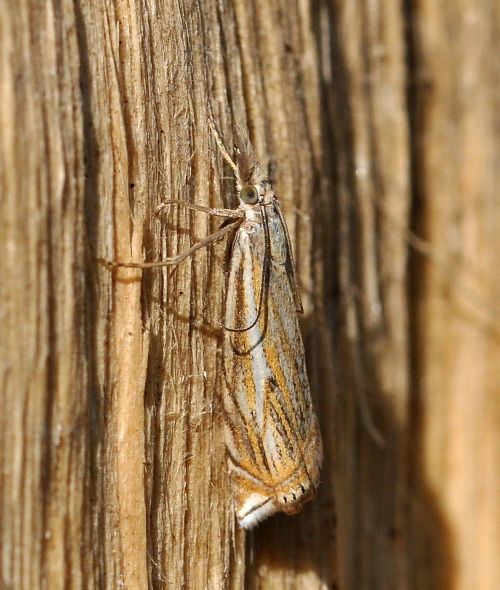 Crambus lathoniellus? S