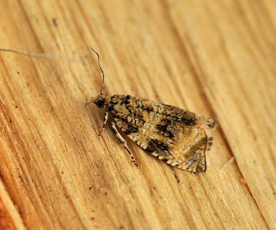 Aiuto id. tappino: Celypha lacunana - Tortricidae