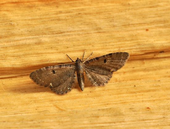 Eupithecia abbreviata?