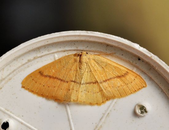 Cyclophora linearia? S