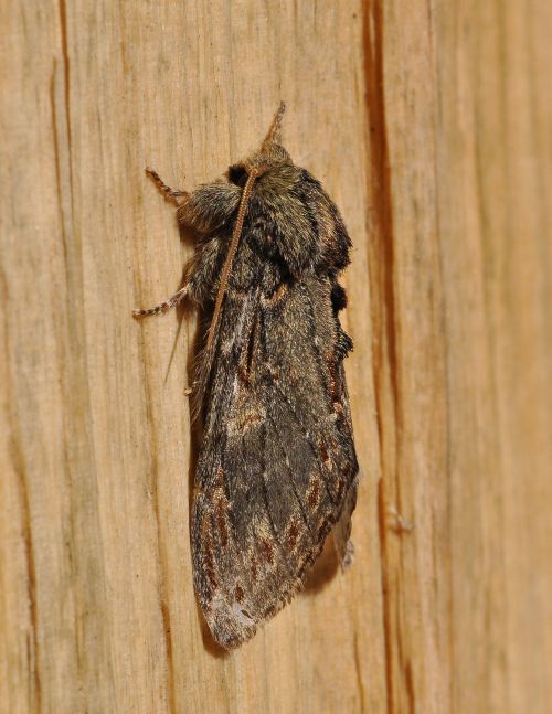 Peridea anceps, Notodontidae