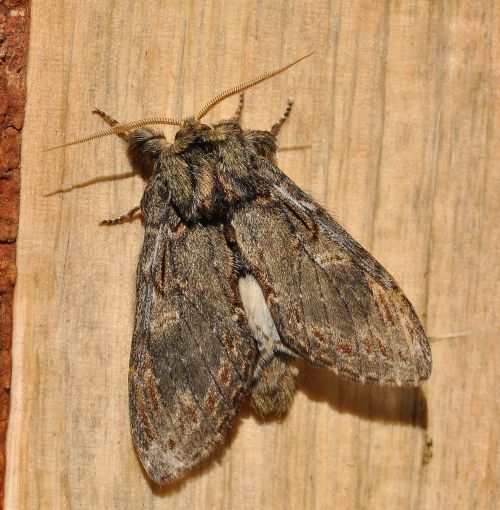 Peridea anceps, Notodontidae