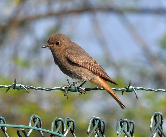 Codirosso spazzacamino (Phoenicurus ochruros)