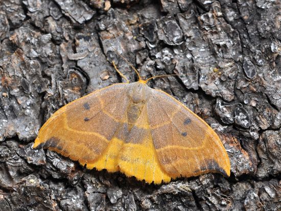 Watsonalla binaria o W. uncinula? W. binaria - Drepanidae