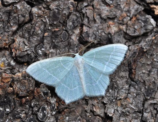 Chlorissa viridata o Jodis lactearia ?  Jodis lactearia