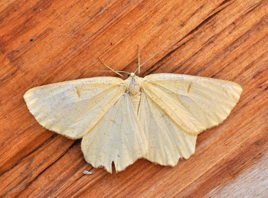 Angerona prunaria , geometridae