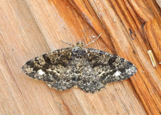 Paraectropis similaria, geometridae