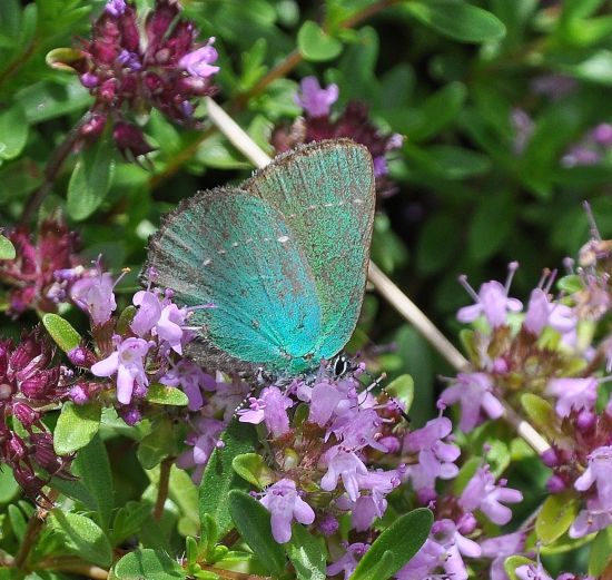 Callophrys rubi - Lycaenidae