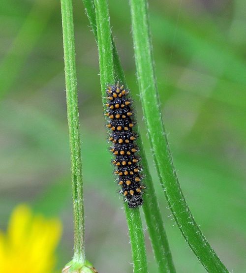 Melitaea nevadensis (athalia) ?  S, ma ora Melitaea celadussa (ex nevadensis)