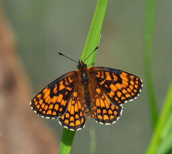 Melitaea nevadensis (athalia) ?  S, ma ora Melitaea celadussa (ex nevadensis)